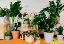 indoor plants