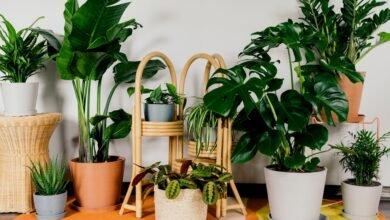 indoor plants