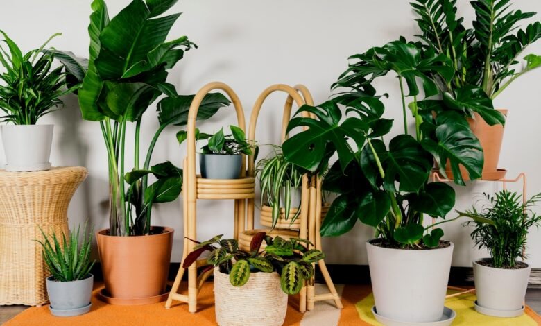 indoor plants