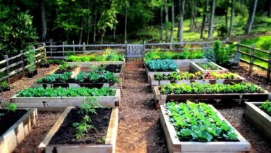 Start a Raised Bed Garden