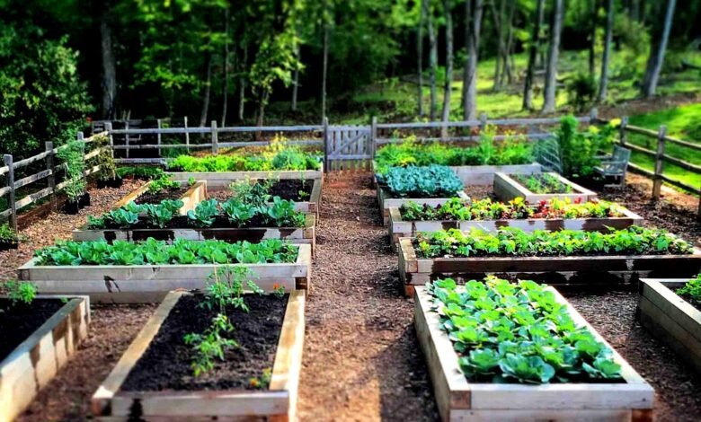 Start a Raised Bed Garden