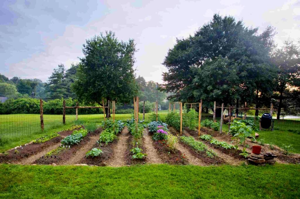 Easy Vegetable Gardening Tips for Beginners - Home Decoraide