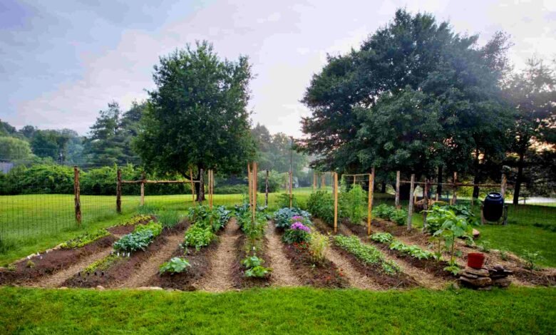 Vegetable Gardening Tips
